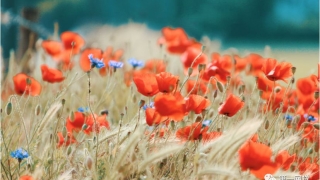 官媒头版刊文：P2P网贷备案细则正加速出台中