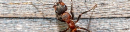 踩死蚂蚁的背后：一场消费与房地产的大博弈